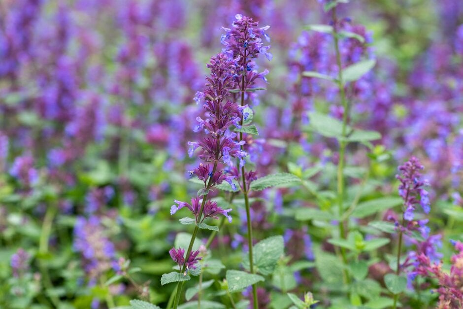 catmint 'Chettle Blue'