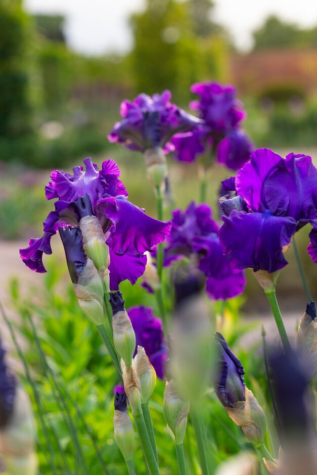 iris 'Titan's Glory'