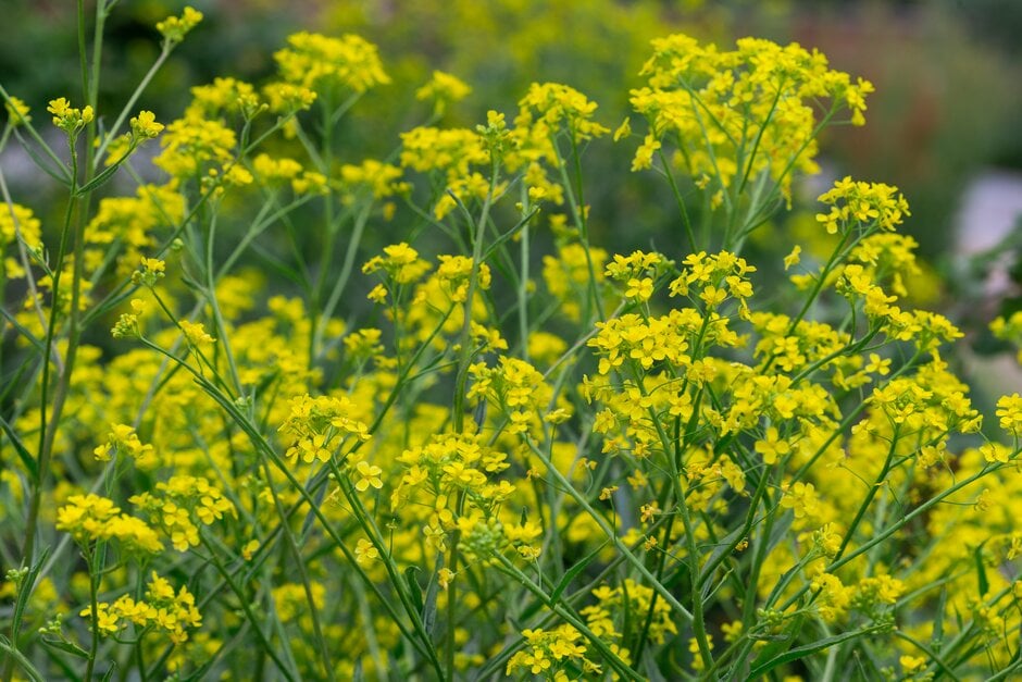 woad