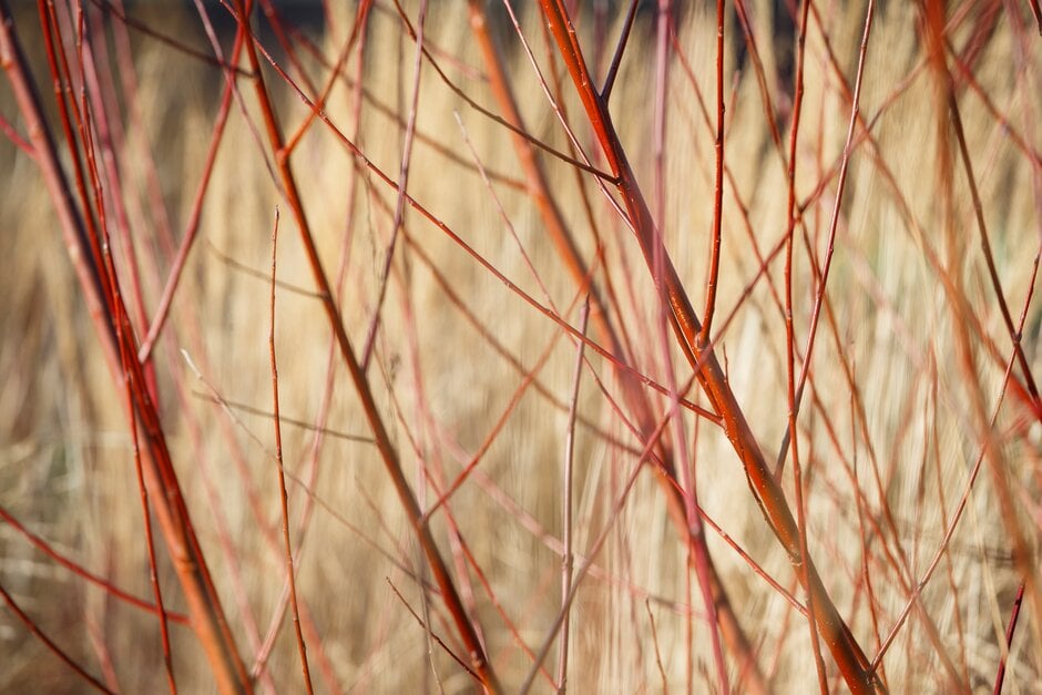 coral bark willow
