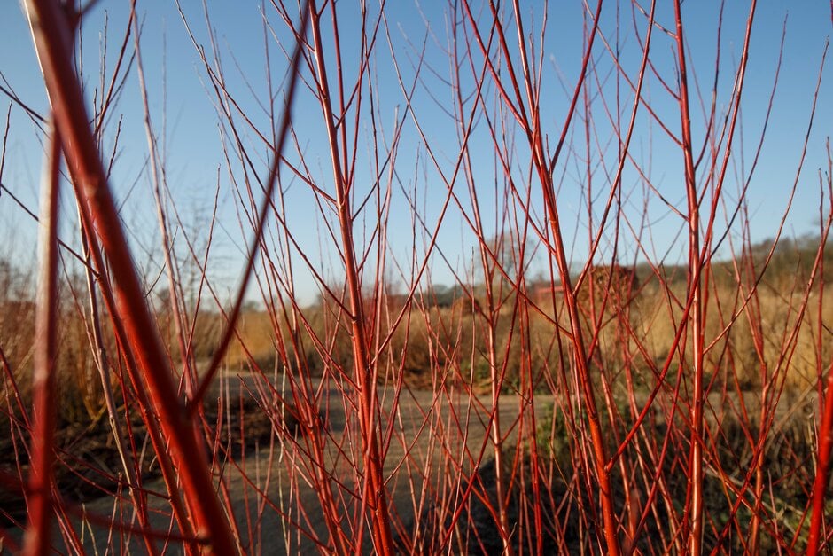 coral bark willow