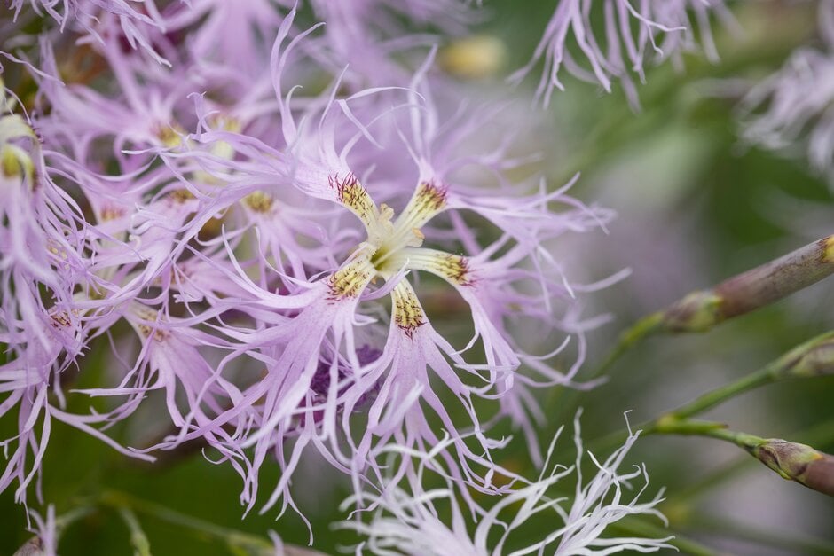 fringed pink