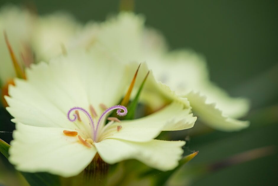 <i>Dianthus</i> <i>knappii</i> 'Yellow Harmony' (p,a)