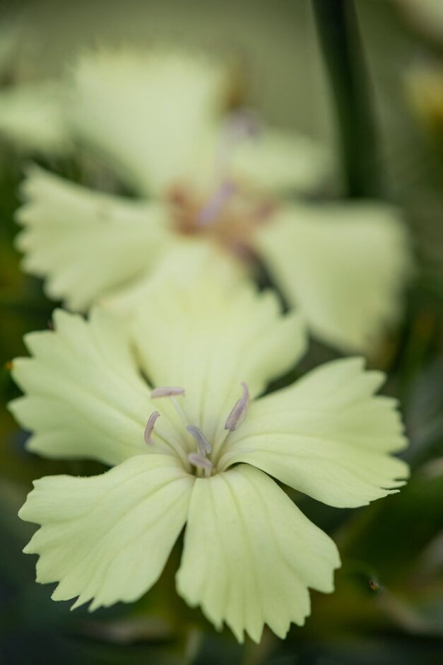 <i>Dianthus</i> <i>knappii</i> 'Yellow Harmony' (p,a)