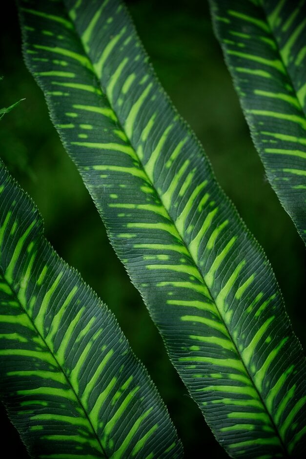 mount Emei bamboo fern