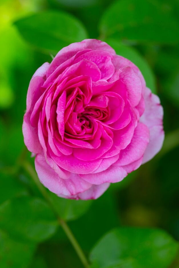 Rosa Gertrude Jekyll ('Ausbord'PBR) (S)