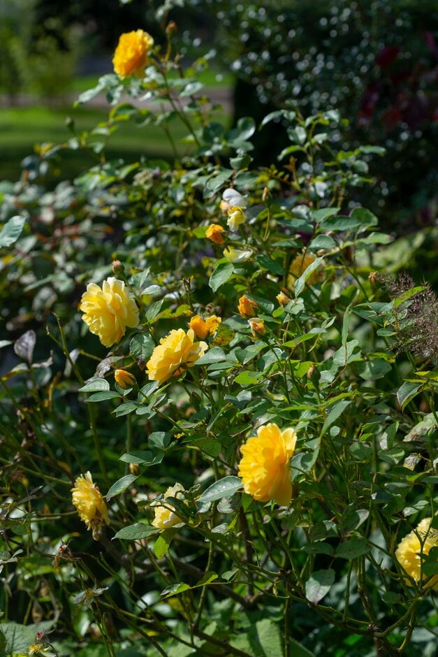 rose [Graham Thomas]