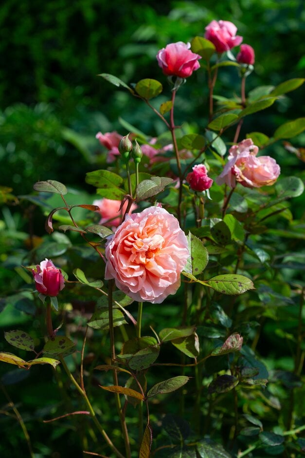 rose [Brother Cadfael]