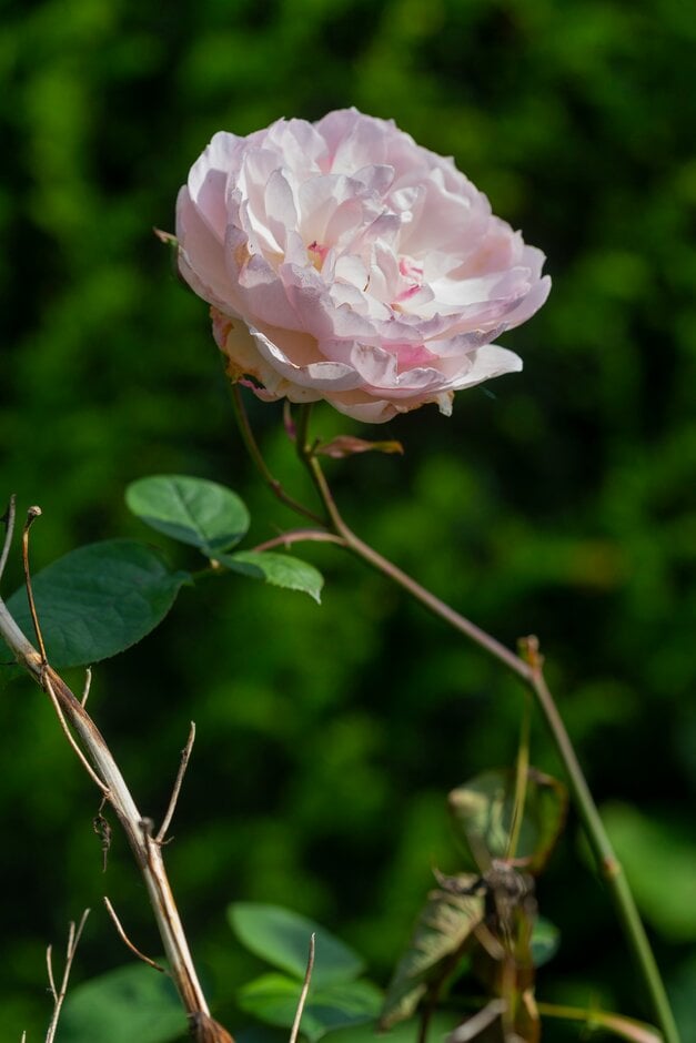 rose [Gentle Hermione]