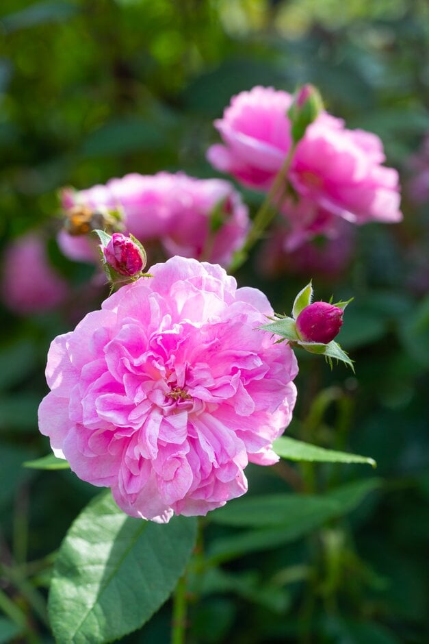 rose [Harlow Carr] ('Aushouse')
