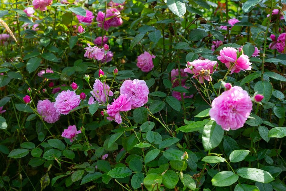rose [Harlow Carr] ('Aushouse')