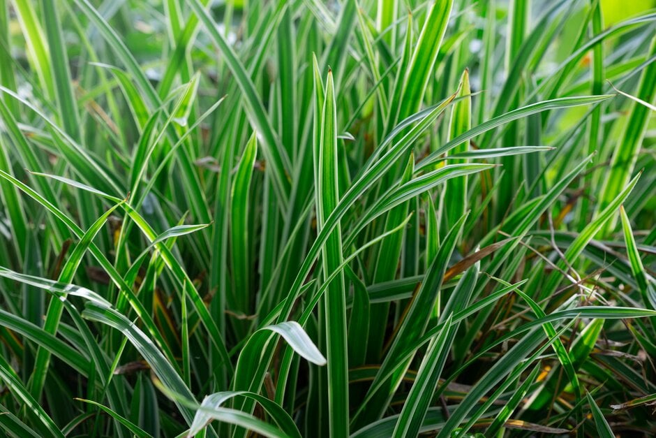 Morrow's sedge 'Variegata'