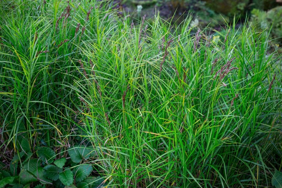 palm sedge