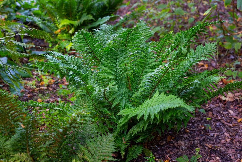 male fern 'Crispa'