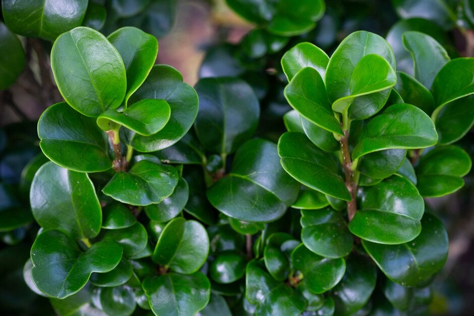 Japanese privet 'Rotundifolium'