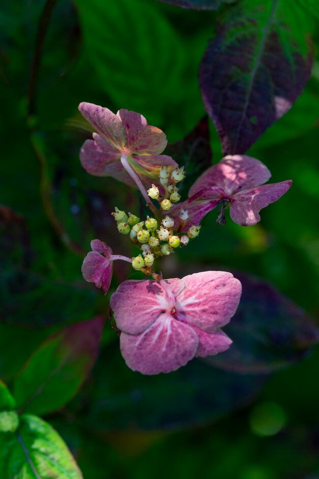 saw-toothed hydrangea Amacha Group