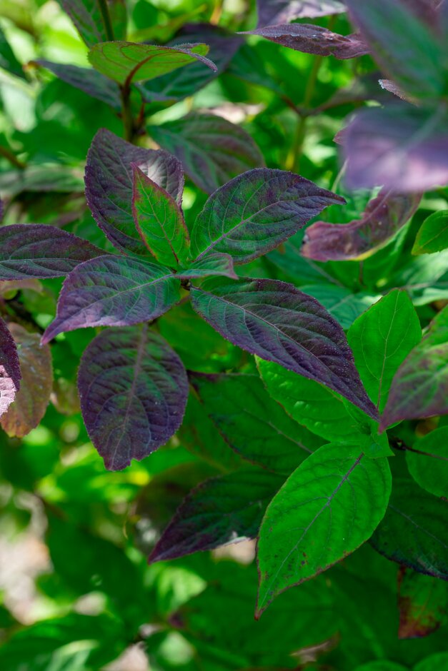 saw-toothed hydrangea Amacha Group