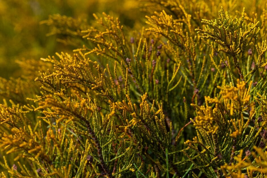 ochre-coloured hebe