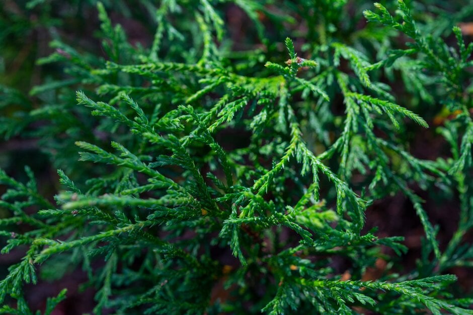 Sawara cypress 'Filifera Nana'