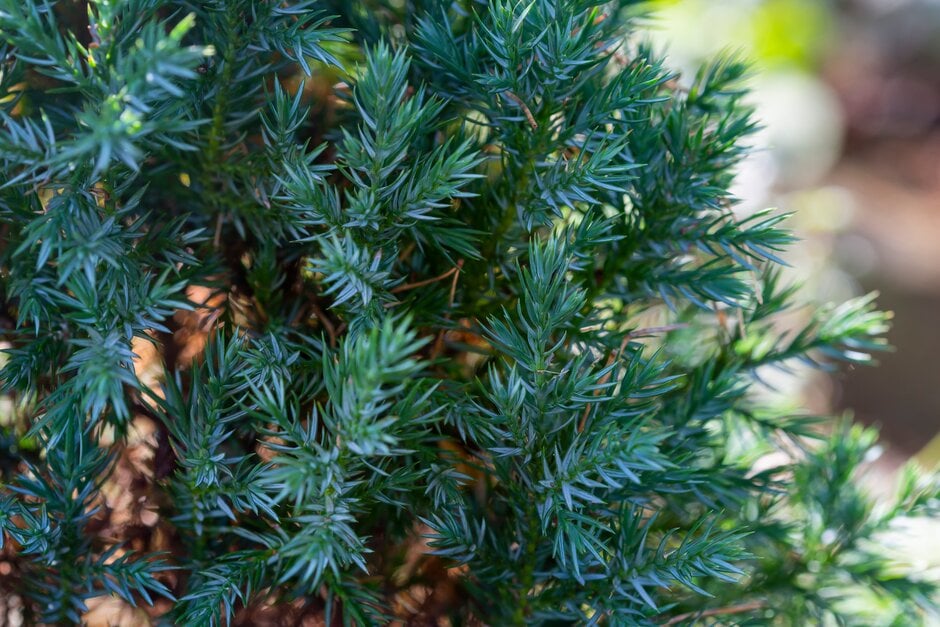 Chinese juniper 'Stricta'