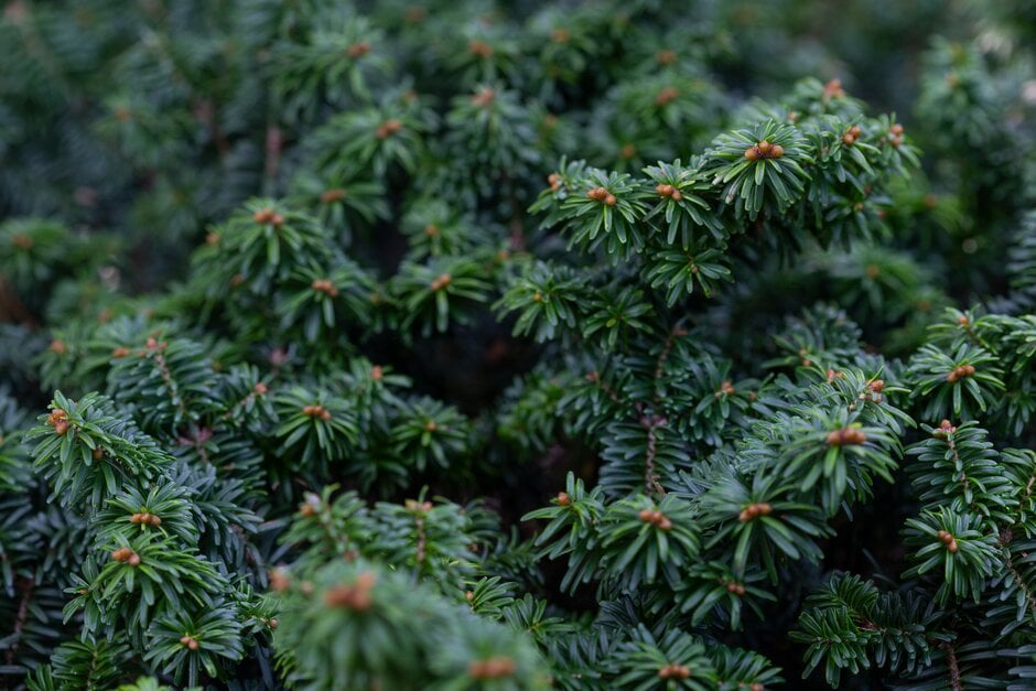 Hudson fir 'Nana'