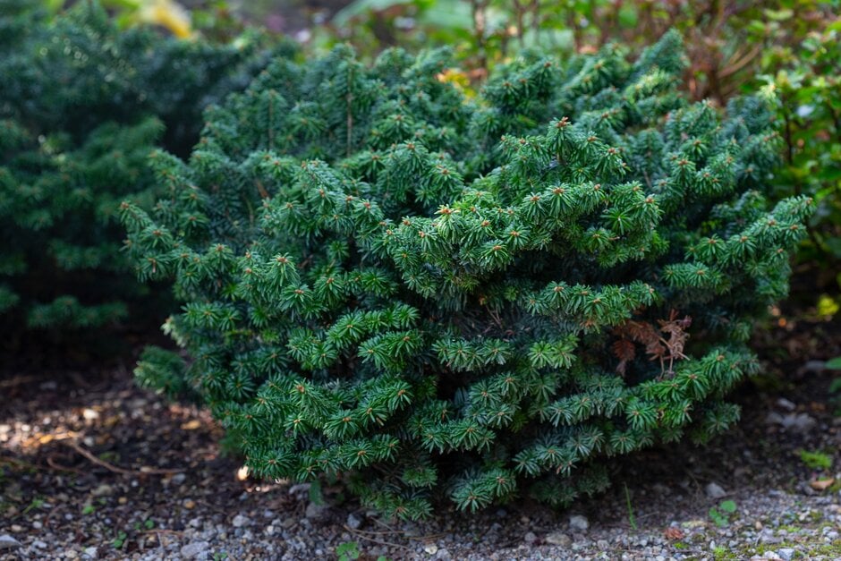 Hudson fir 'Nana'