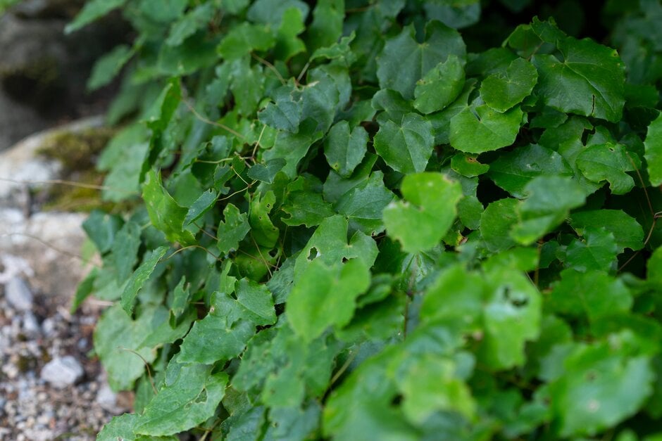 bell-flowered barrenwort