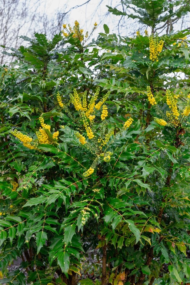 Oregon grape 'Arthur Menzies'