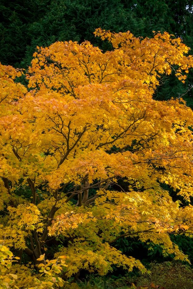 Japanese maple