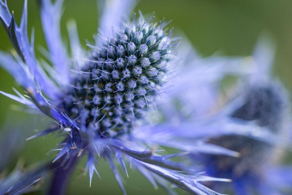 Eryngium 'Big Blue'