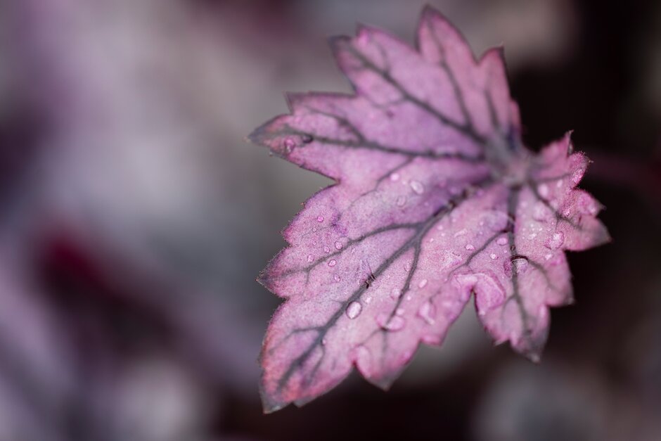 alum root 'Sugar Plum'
