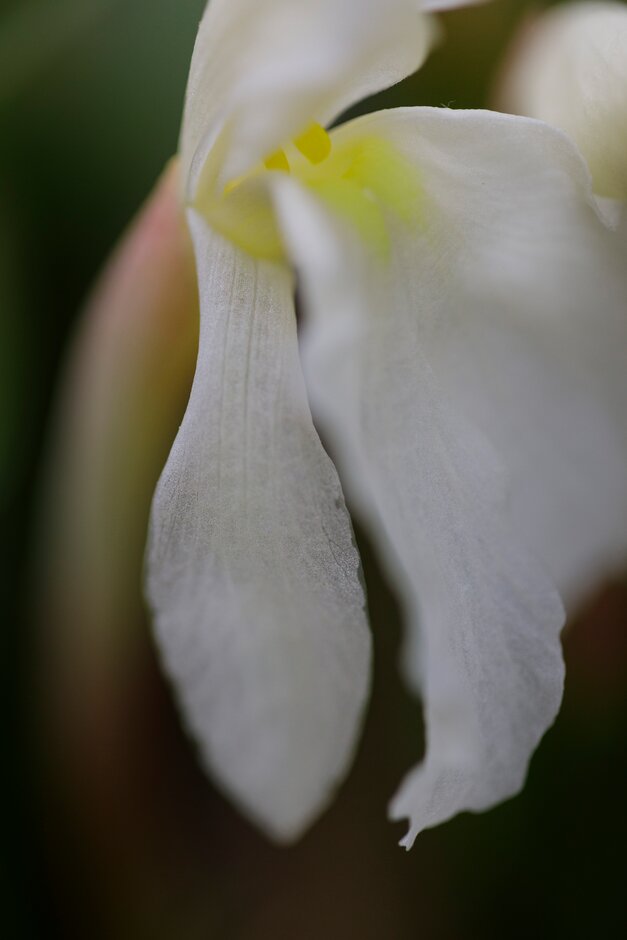 Hume roscoea 'Harvington Raw Silk'