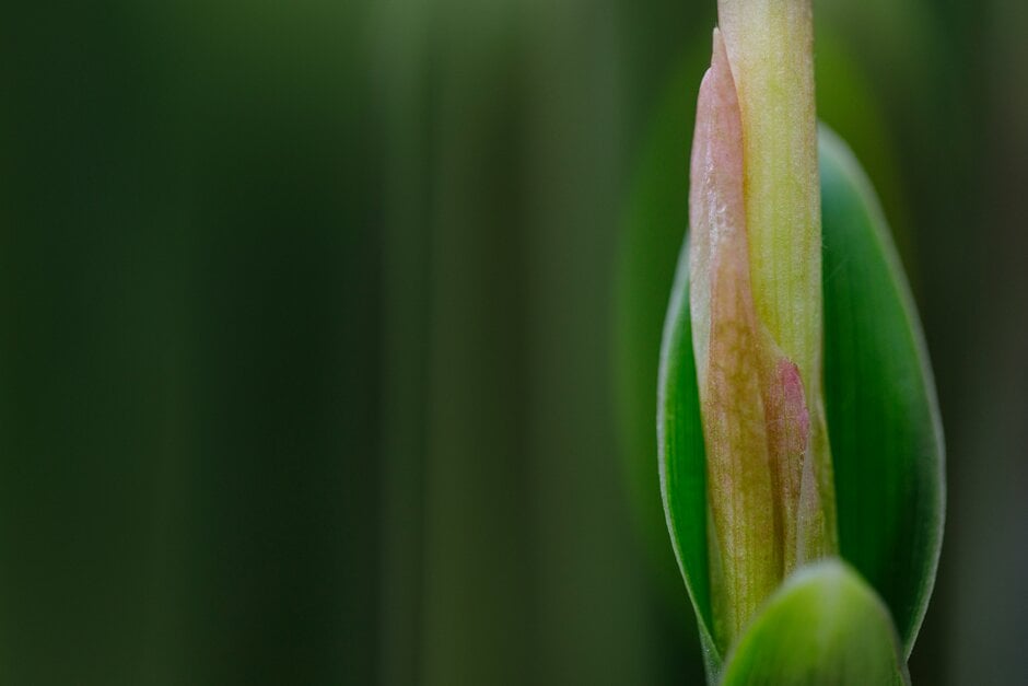 Hume roscoea 'Harvington Raw Silk'
