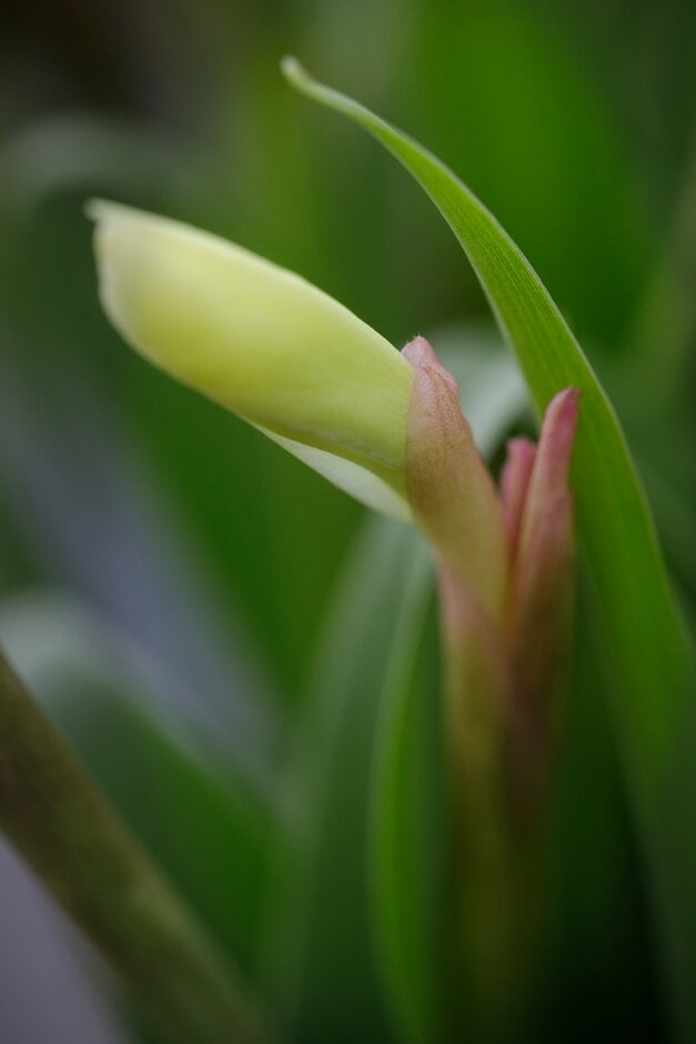 cautleya-flowered roscoea 'Jeffrey Thomas'