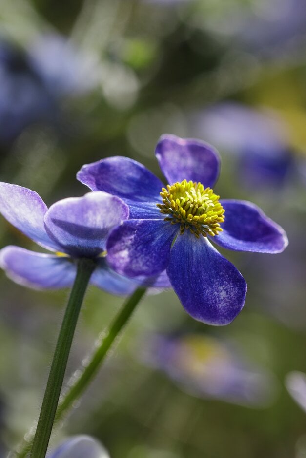 <em>Anemone</em> <em>obtusiloba</em> 'Pradesh'