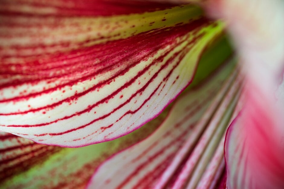 amaryllis 'Exotic Star'