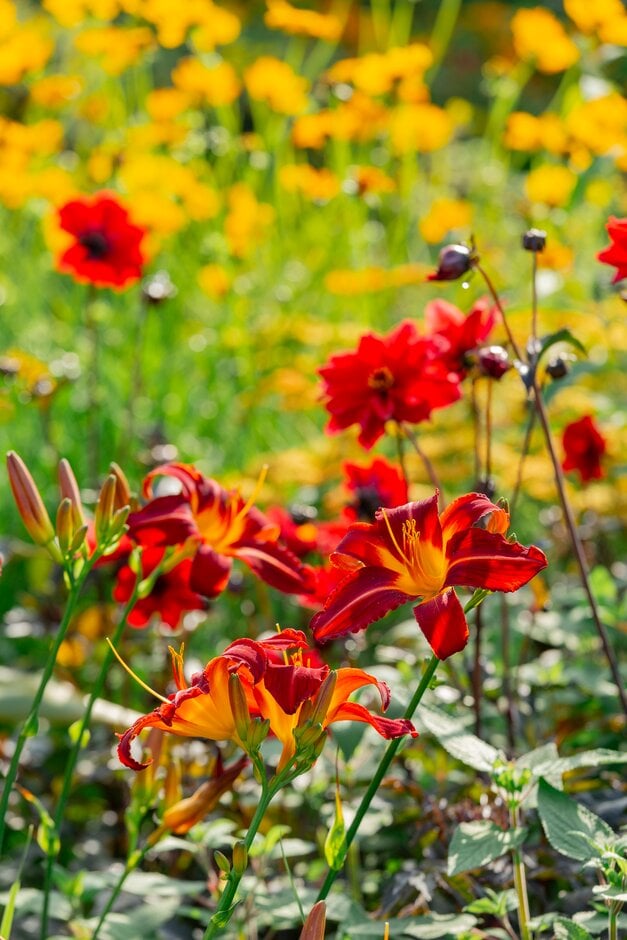daylily 'Stafford'