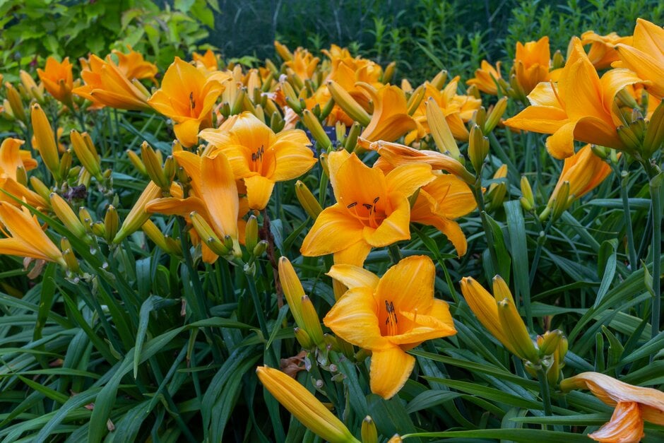 daylily 'Chicago Sunrise'