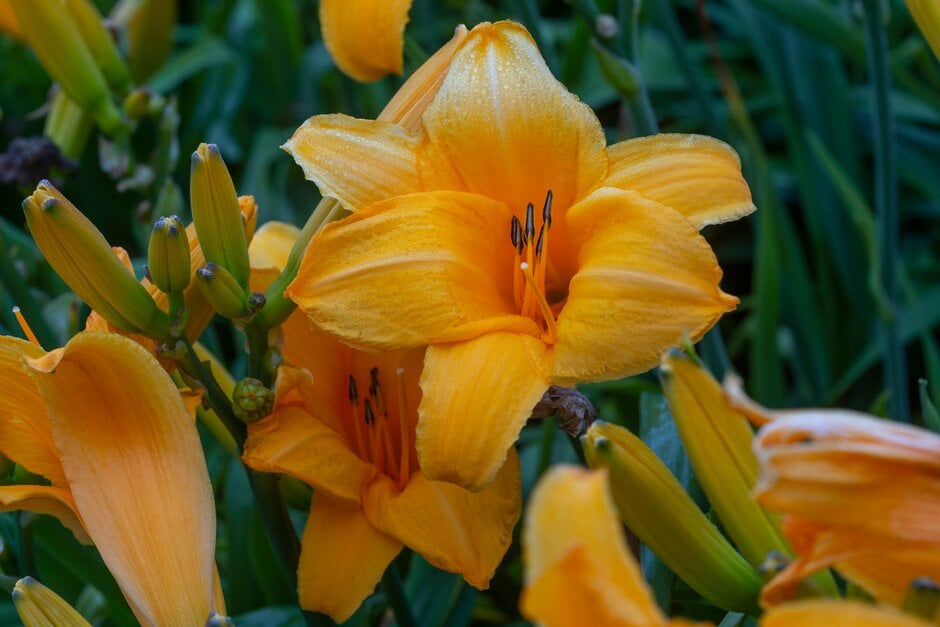 daylily 'Chicago Sunrise'