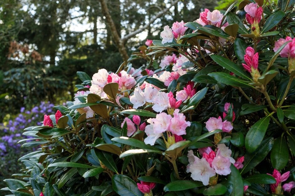 rhododendron 'Crete'