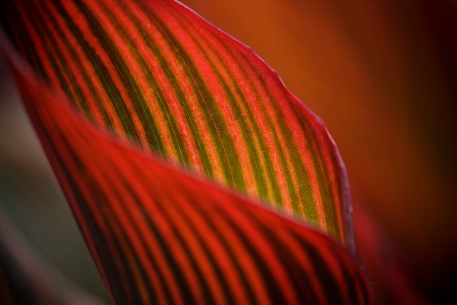 canna 'Durban' Kelly red-flowered