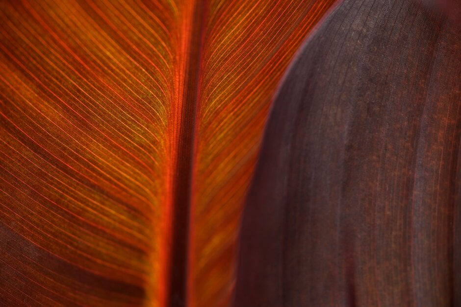 canna 'Velvet Red'