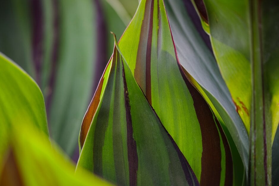 canna 'Cleopatra'