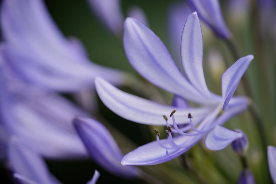 African lily