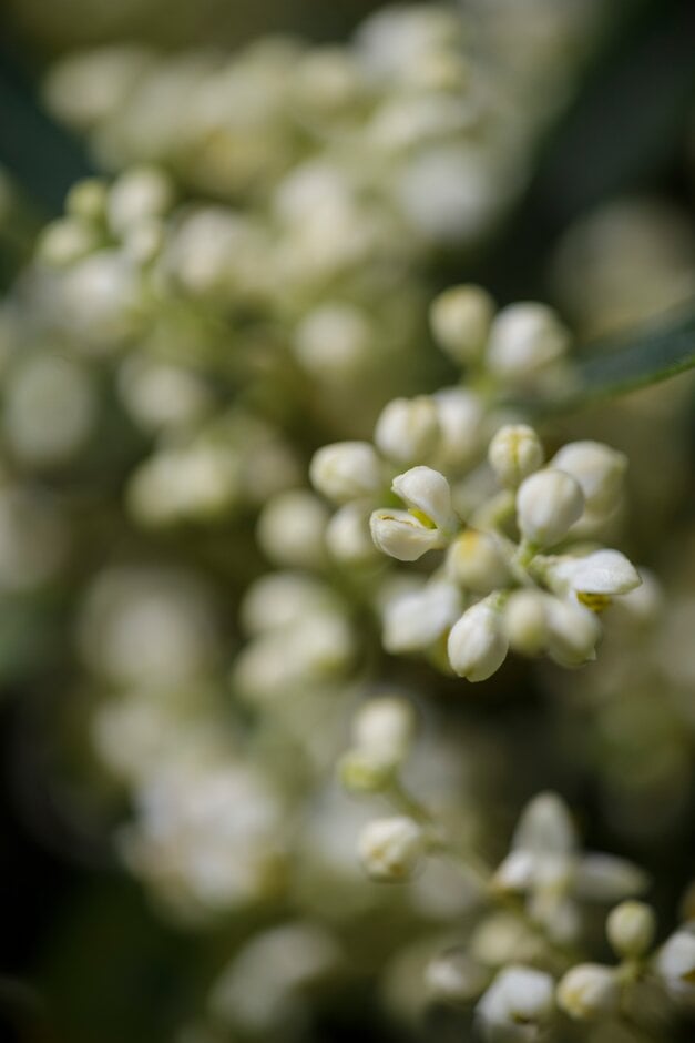 common olive
