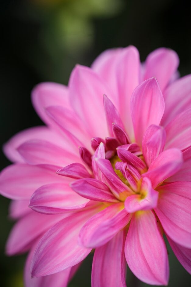 dahlia 'Onesta'