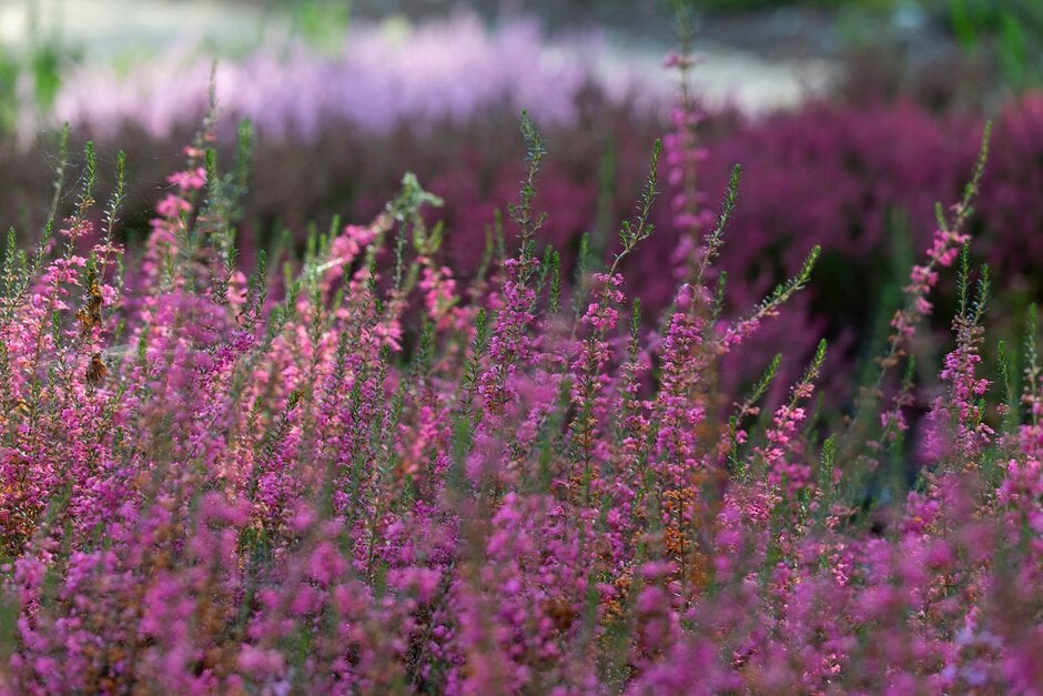 heather 'Treasure Trove'