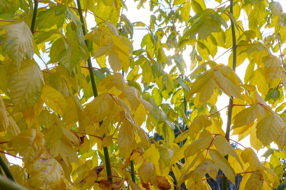 box elder 'Winter Lightning'