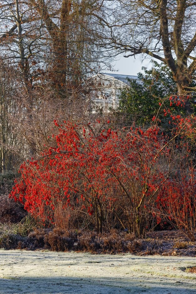 birchleaf viburnum