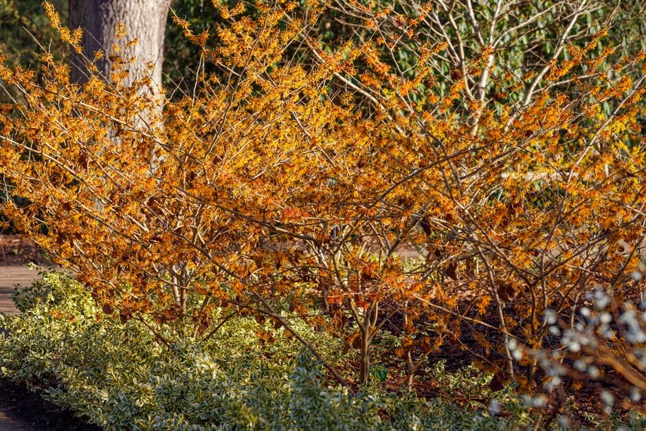 witch hazel 'Vesna'